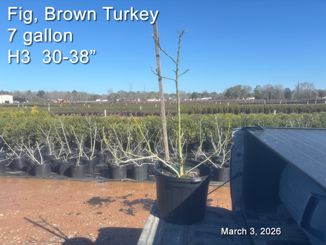 gallery/fbt7 h3 mar3.jpg